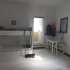 SooSunset house的一只狗躺在带双层床的房间里