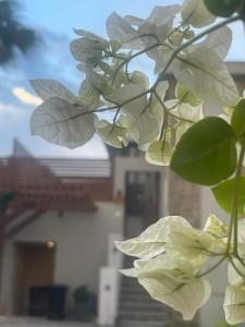 赫尔格达Elgouna的花朵呈白色的植物的近距离