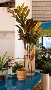 圣卡塔利娜岛Hotel Sol y Mar的蓝色桌子上一个花瓶,上面有植物
