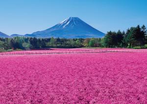 富士河口湖Motosu Phoenix Hotel的一片粉红色的花,背景是山