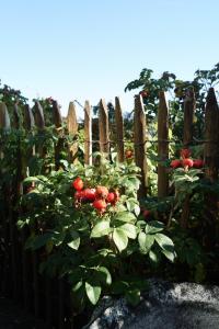 欣特察尔滕stuub hinterzarten的植物上一束红色西红柿的栅栏