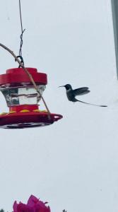 莫克瓜Apart-hotel Villakayro的鸟在鸟的喂食者周围飞翔
