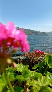 阿马蒂特兰Jardín Paraíso的水体前的粉红色花