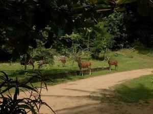 波隆纳鲁沃Deer Garden Guest的一群鹿站在公路边