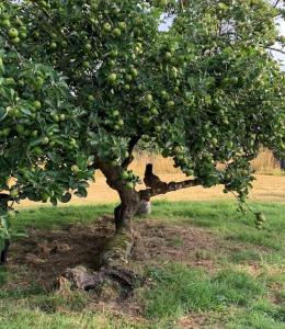 NorthleighStunning East Devon Cider Barn的一只猴子坐在苹果树下,在田间