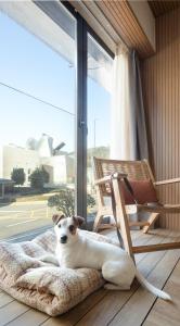 毕尔巴鄂Apartamentos Líbere Bilbao Museo的一只狗躺在窗前的床上