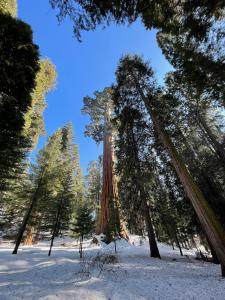 DunlapEnchanted Forest Dome ,10-15 minutes to Kings Canyons的雪覆盖的森林里高大的树群