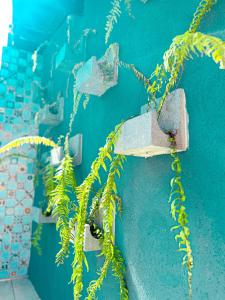 圣米格尔-杜斯米拉格里斯Chalé Aconchego dos Milagres的蓝色的墙,上面有植物