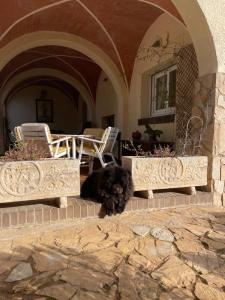 加里格利亚Campo La Carena的一只黑狗躺在房子的外套上