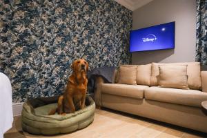 昂加穆尔贝利酒店的狗坐在客厅的狗床上