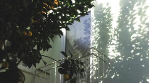 阿布兰特什Casa Napperon的前面有植物的窗户