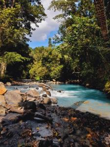San RafaelOnca Tours & Treehouses的丛林中的一条河流,有蓝色的海水和树木