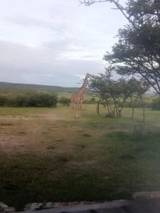 塔勒克Narasha Homestay - Maasai Mara的长颈鹿站在一些树旁的田野上