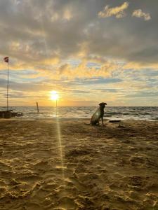 San OnofrePalenque Beach House的日落时坐在海滩上的海豹