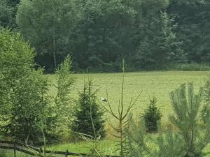 普罗斯特迪尼贝克瓦Wellness-Beskydy的绿地,树木和鸟在树上