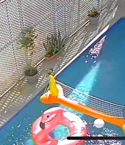 Bon AccordHCeas guest apartment的游泳池,在水中放玩具鸭