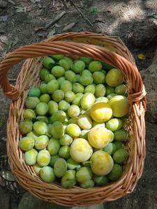 瑟克罗Locanda dell'Amicizia的果篮,果蔬和黄水果