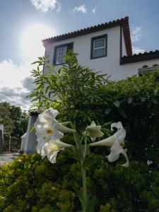 马达莱纳Loving Strangers Hostel的一群白色的花在房子前面