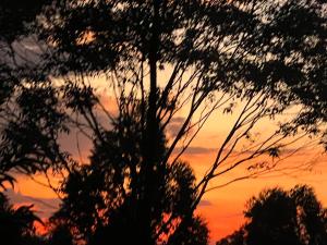 姆巴拉拉馁优热山畔旅馆的树的轮廓,背景是日落