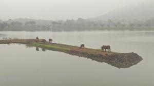 宁平Mai Home Ninh Bình的一群马在岛上的水域里