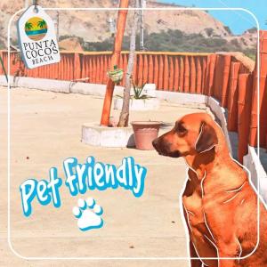 索里托斯Punta Cocos Beach Casitas的一只棕色的狗坐在围栏旁边