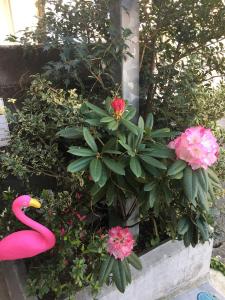 宫崎Accommodation Service B&B的一大束粉红色的花和粉红色的火烈鸟