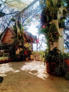 克萨尔特南戈Apartamento Orquídea的温室里种有盆栽植物的庭院