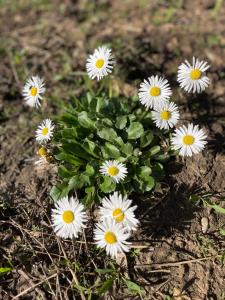 阿拉德Casă din povești în mijlocul naturii!的地上的白色花