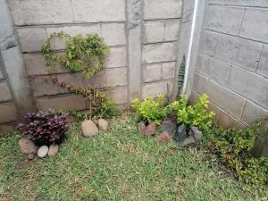 圣安娜Nenes Relax Home的围墙旁花园中的一组植物