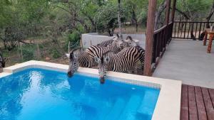 玛洛斯帕克Greater Kruger View - Luxury Bush Villa的一组斑马站在游泳池旁