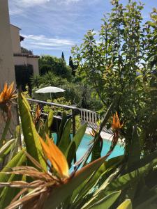 格拉斯les petites terrasses的一个带遮阳伞和一些植物的游泳池