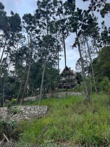 哈拉瓦科阿Los Helechos 5M的树木林立的田野中的房子