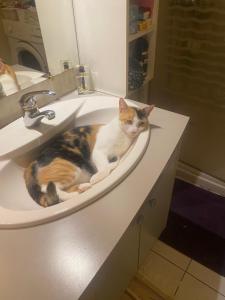 提克豪Chez christiane的猫躺在浴室水槽里
