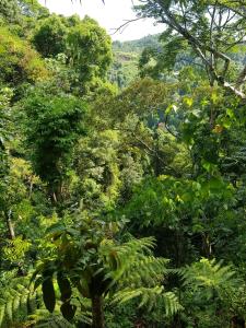 武吉拉旺On The Rocks Bungalows, Restaurant and Jungle Trekking Tours的林中布满了树木和植物