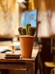 胡志明市Cactos Bar & Homestay的桌子上的一个锅里的一个小仙人掌