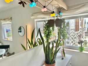 加拉奇科Perro y Osito的天花板上挂着植物和灯的房间