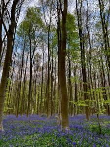 布赖恩拉勒Bois de Hal的林中布满蓝色花的森林