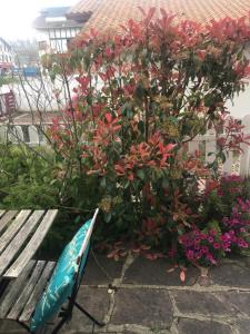 乌瑞基尼vacances的红花丛旁的长凳
