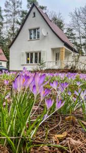 德累斯顿Ferienhaus am weißen Adler的一座房子前面的紫色花田