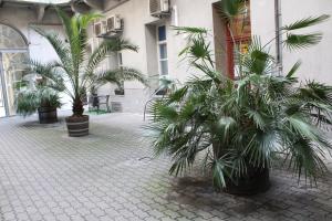 布达佩斯Broadway City Guesthouse的一座楼前种有棕榈树的庭院
