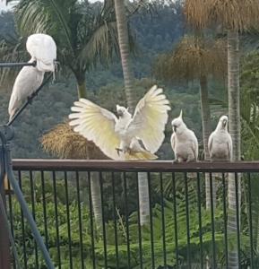 谭伯连山Tambo Tranquility的三只鸟坐在围栏上,翅膀出