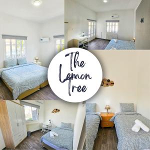 拉纳卡The Lemon Tree Hostel的一只柠檬树卧室的照片拼贴