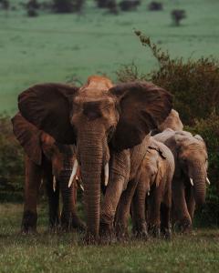 塔勒克Emboo River Camp的一群大象站在田野里
