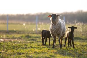 蒂萨菲赖德Natura Apartman Tiszafüred的一只羊和两只羊站在田野里
