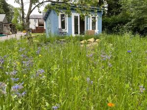 Dún ArdGlamping at The Old Rectory的草花草丛生的蓝色房子