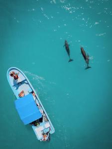 蓬·艾伦Hotel Cielo y Selva的一群人,在船上和海豚一起
