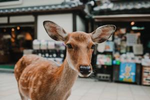 奈良舒适住宿 MR1&MR2的站在商店里的一只棕色小鹿