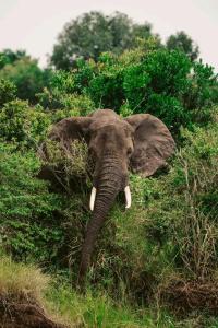 Sekenaniilkerin camp maasai mara的一只象和牙 ⁇ 站在草地上