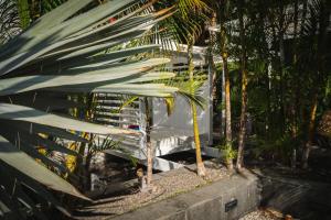 波多黎各大加那利滨海套房酒店的花园中棕榈树,毗邻一座建筑