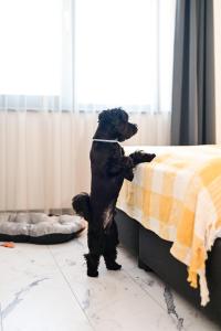 舒门RUBO Hotel的一只黑狗站在床边的后腿上